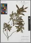 Foto von Salix appendiculata Vill. x Salix eleagnos Scop.